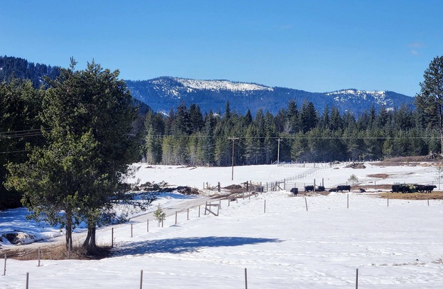 NEW! Farmhouse in the Panhandle National Forest. Come experience calving season!