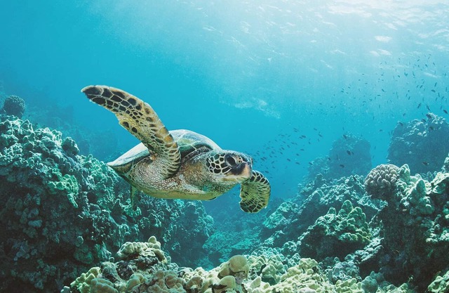 Gema recientemente remodelada en las costas hawaianas