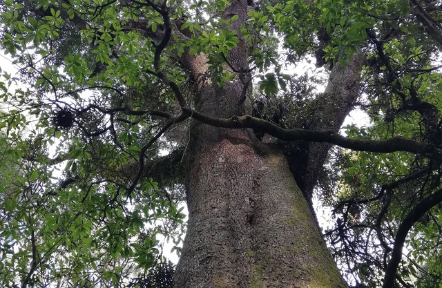 Ngarimu Retreat
