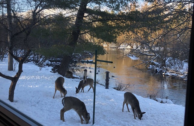 Norman Rockwell cabin nestled on the North Branch of the Au Sable River.