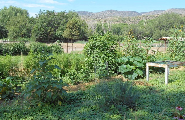 Oasis por el desierto