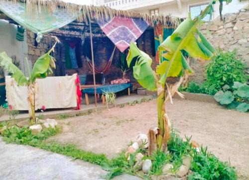 Ocean Jam Surf House