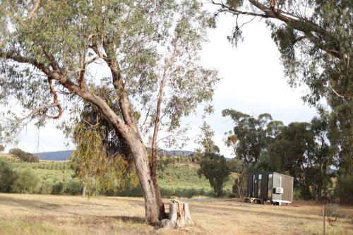 Olive Sanctuary by Tiny Away