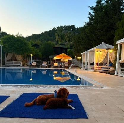 Olympos Talara by Arzum