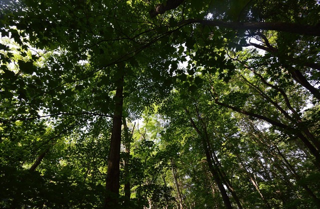 Cerca del Parque Estatal Hocking Hills, que admite mascotas, internet WiFi y mesa de billar.
