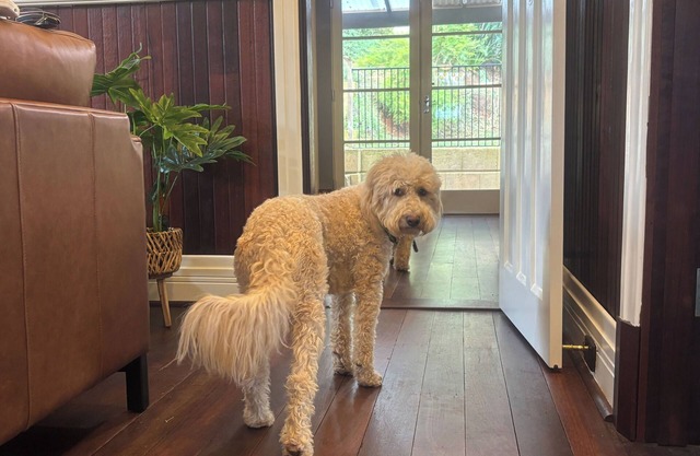 Pawfect Retreat – 3Bed, Dog Lovers’ Luxe Heritage Home,5 minutes to town!