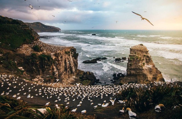 Peaceful cedar Cottage - 3 minutes to Muriwai Beach