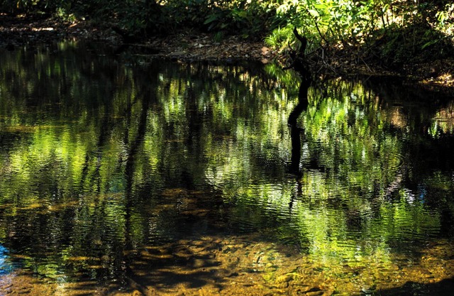 Peaceful forest Haven w/ Shared Pool and river between David and Boquete