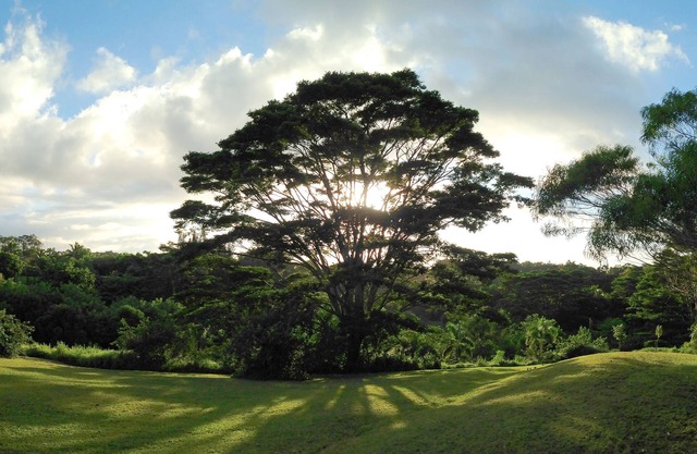 Peaceful & Private Studio - 12 Acre Hobby Organic Fruit Farm | Playa 10min