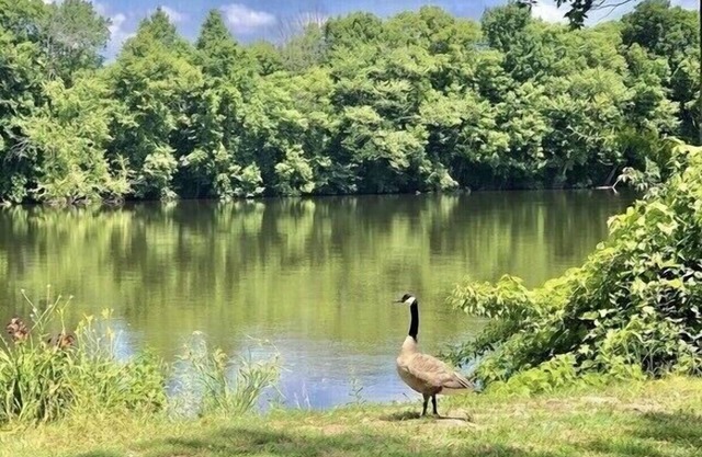Disfruta de la serena belleza y el acceso de la calle. Jose river🌾