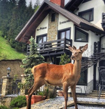 Pensiunea Poiana Izvoarelor