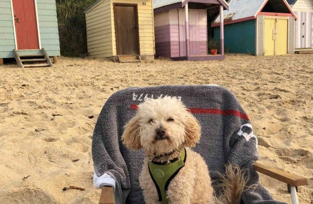 Pet friendly beachfront haven - Fisherman’s Beach Mornington