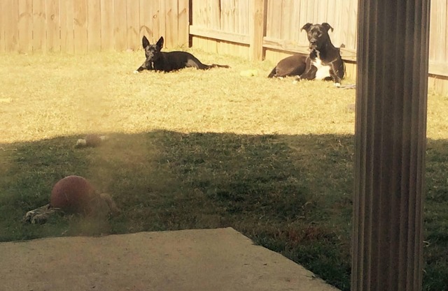 Pet Friendly Getaway in Tuscaloosa - No Fees!