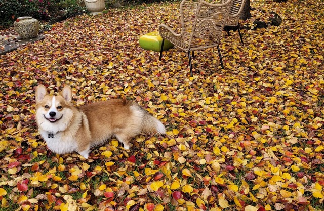 Pet friendly. Park, walking track and adventure playground close by.