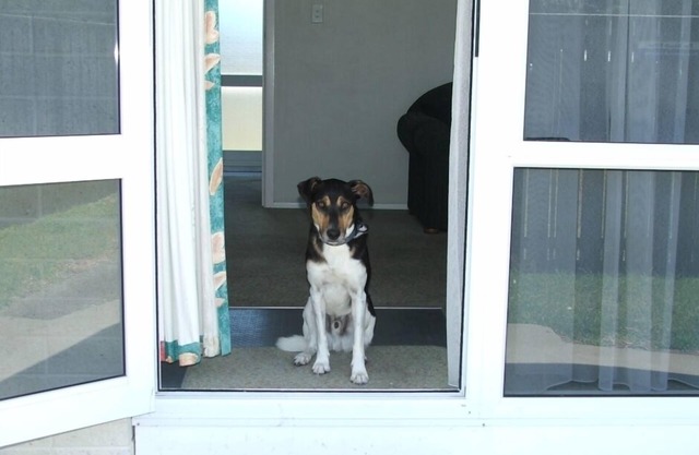 Se aceptan mascotas Beach Villa 2