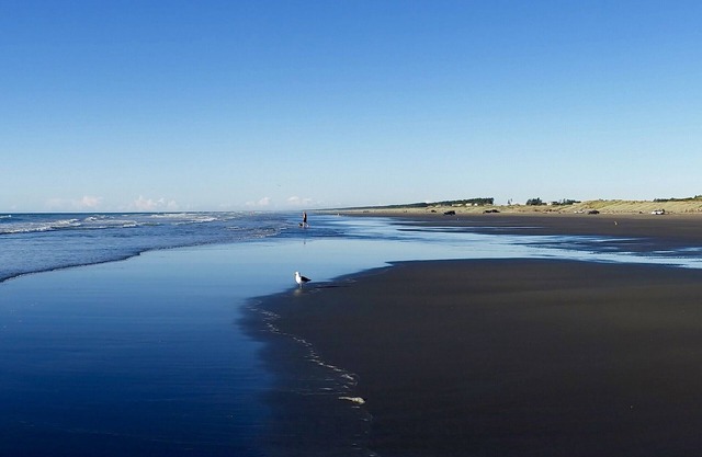 Ponderosa - Playa Waitarere Bach