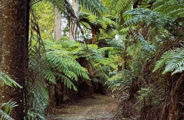 Possum Hollow Retreat, 100 acres of natural bush for you to enjoy solely