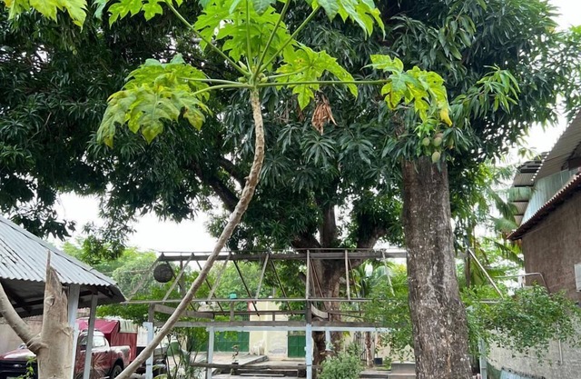 Pousada Alecrim