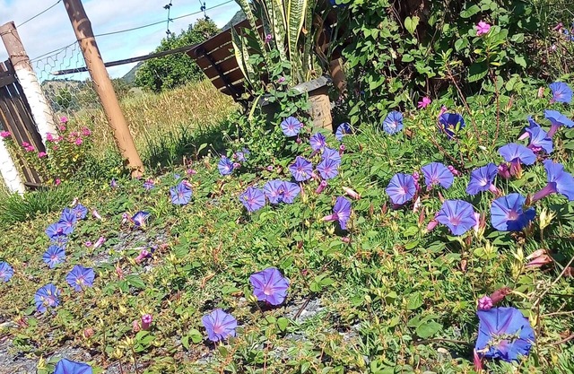 Pousada Flores De ipê