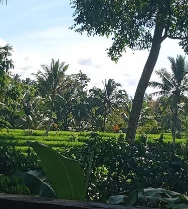 pranamastra bali