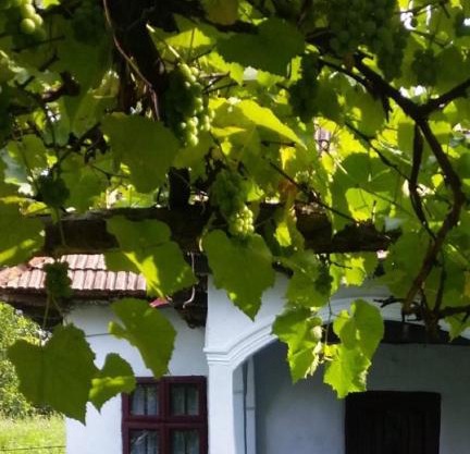 Pridvorul lui Viorel