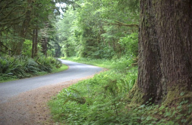 Primitive Tent Site #10- Beautiful Forested Property