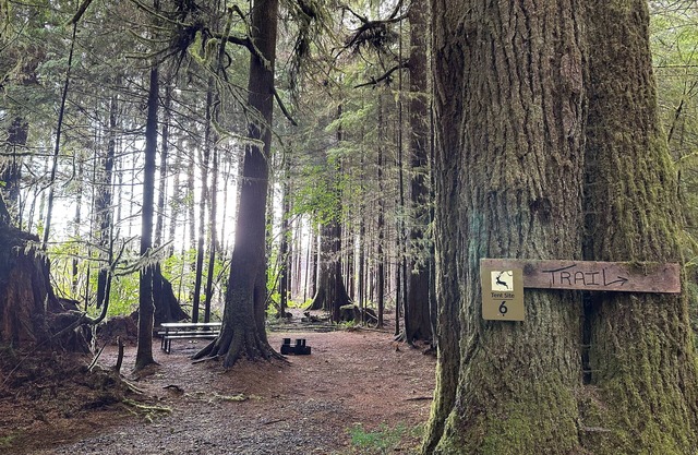 Primitive Tent Site #6- Beautiful Forested Property