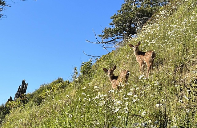 Private Beach Access - Secluded, wildlife setting