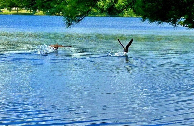 Private, Peaceful, lakefront, fully furnished 2-bedroom Mini-home .
