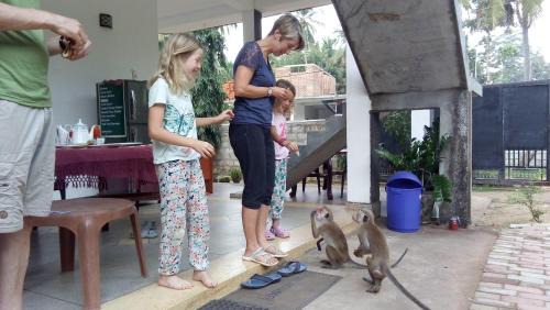 Priyanna Guest, Forest view