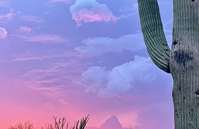 Quiet Eco-Friendly Home Close to Downtown & Desert—Wildlife in Abundance!