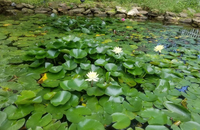 Quiet, Family-friendly Abode on Indy's Westside with a Tranquil backyard pond!