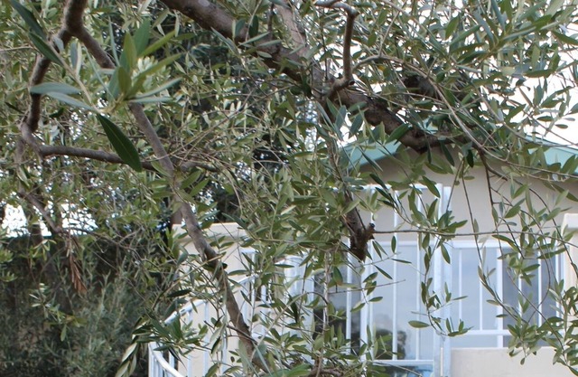 Quiet Granny Flat 1-1/2 Blocks to Beach, Bay, Tennis, and Hotel Del