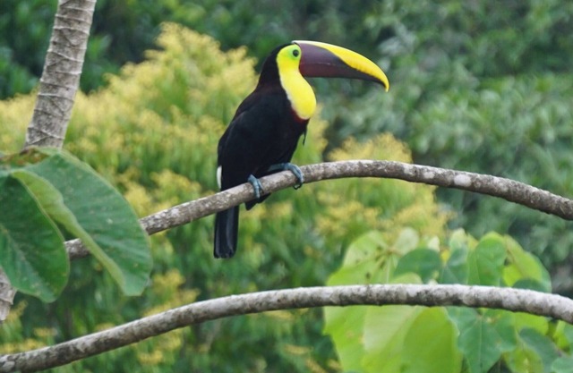 Colibrí Jungle House - Dominical