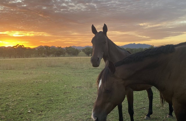 Quiet Relaxing Farm Stay Close to Tamworth NSW… Pet friendly :)