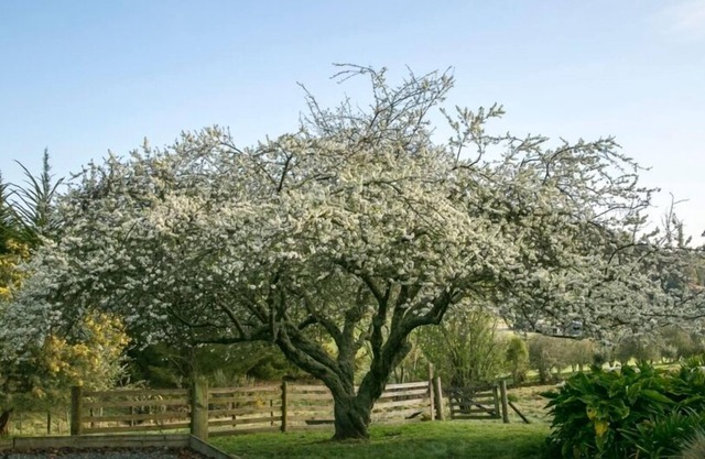 Quince Cottage, Mapua