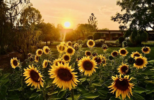 Quirindi Sunflower Motor Inn