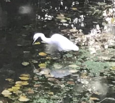 Réveil aux chants des oiseaux