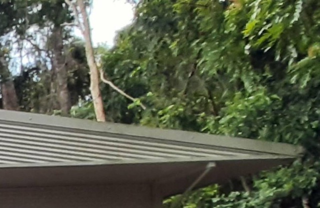 Rainforest Retreat Be At One with Nature