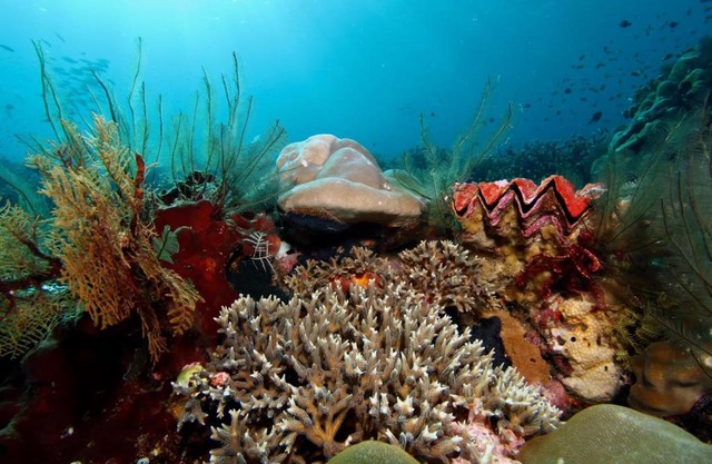 Raja Ampat dive tour
