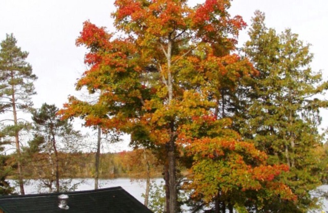 Relaxing Hot Diggity Dog Cottage Retreat at the Lake Edge Cottages!