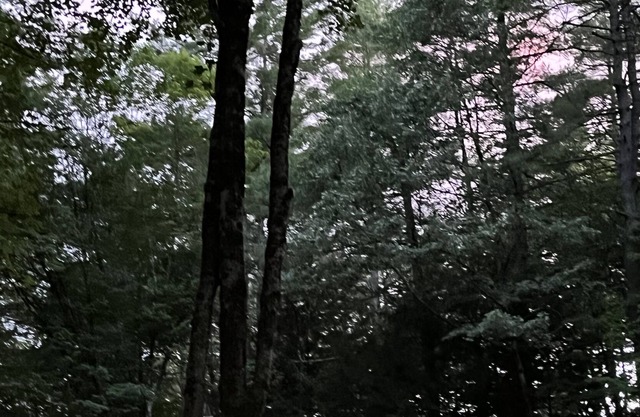 Rent this woodland oasis for family time, work or both!