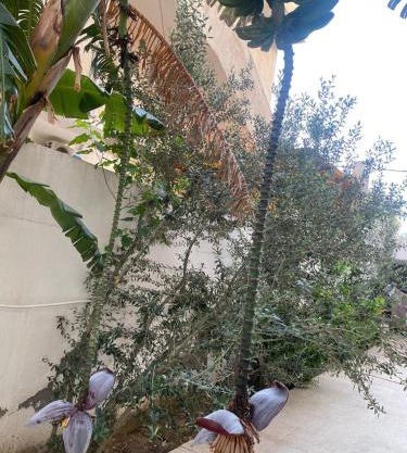 Rez de chaussée à l'Aouina