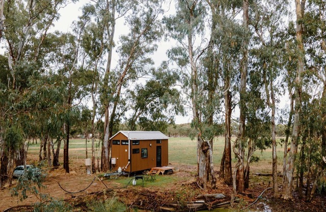River Red Gum Summary