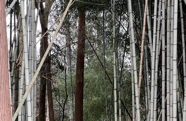 “River’s Edge”, a secluded river- front, 2 bed 2 bath cottage in bamboo forest.