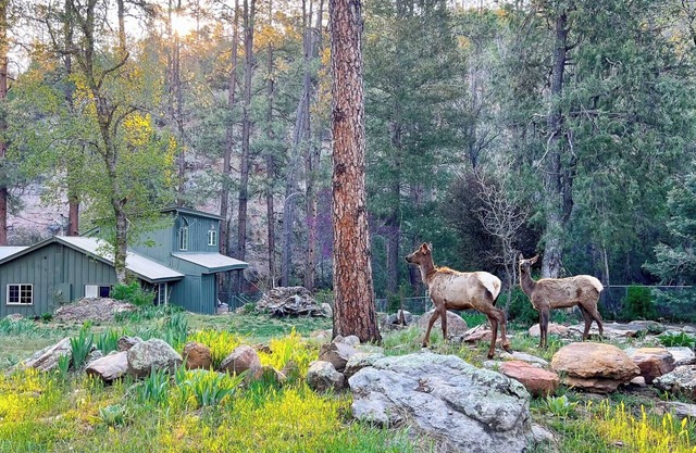 Riverside Hideaway - Luxury Cabin Escape with Scenic Views!