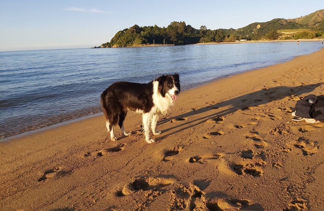 Ruru at Ligar Bay