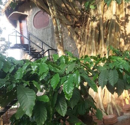 Rustic Charm Wayanad - The Stump (Treetop Suite)