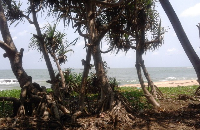 Bungalow SAI DHAM ’Beach House Bungalow en alquiler en Gujjadi