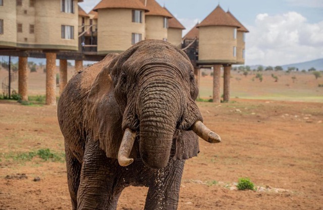 Salt Lick Safari Lodge